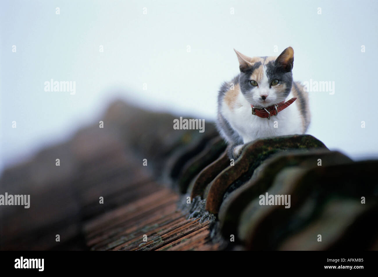 Katze sitzt auf einem Dach. Stockfoto