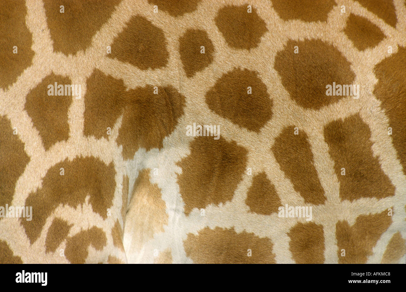 Natürliche Muster der Giraffe (Giraffa Plancius) Haut. Stockfoto