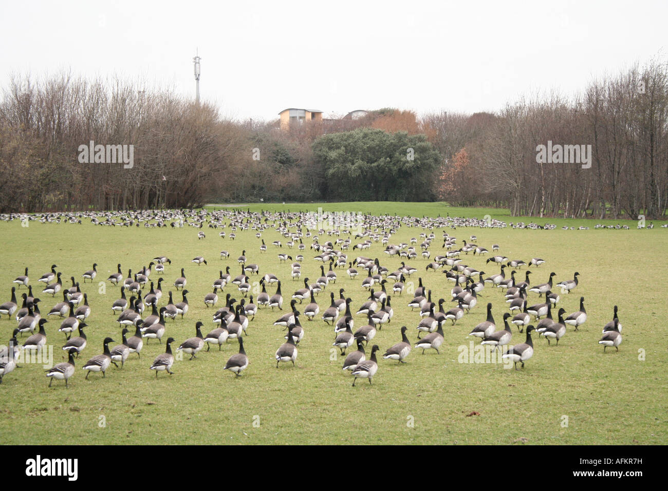 Ringelgänse unterwegs essen, Clontarf, Dublin, Irland. Stockfoto