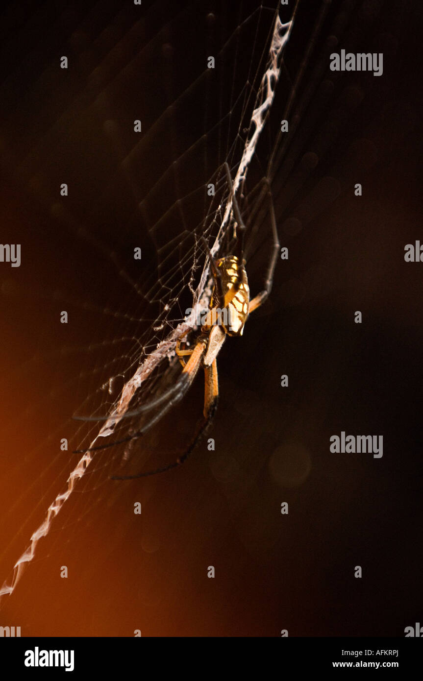 Schwarz und gelb Garten Spider Argiope Aurantia in einer Hütte am See Brownwood nahe Brownwood Texas Stockfoto