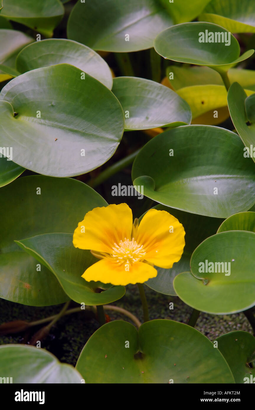 Hydrocleys Martii die goldenen Wassers Mohn A Brazilian Wasserpflanze der Familie Limnocharitaceae Stockfoto