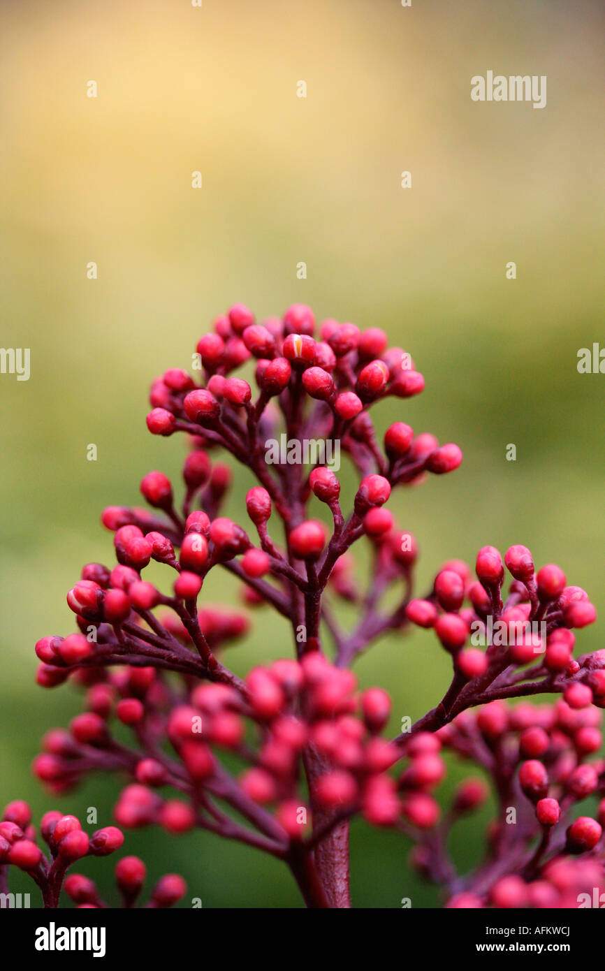Skimmia Knospen Stockfoto