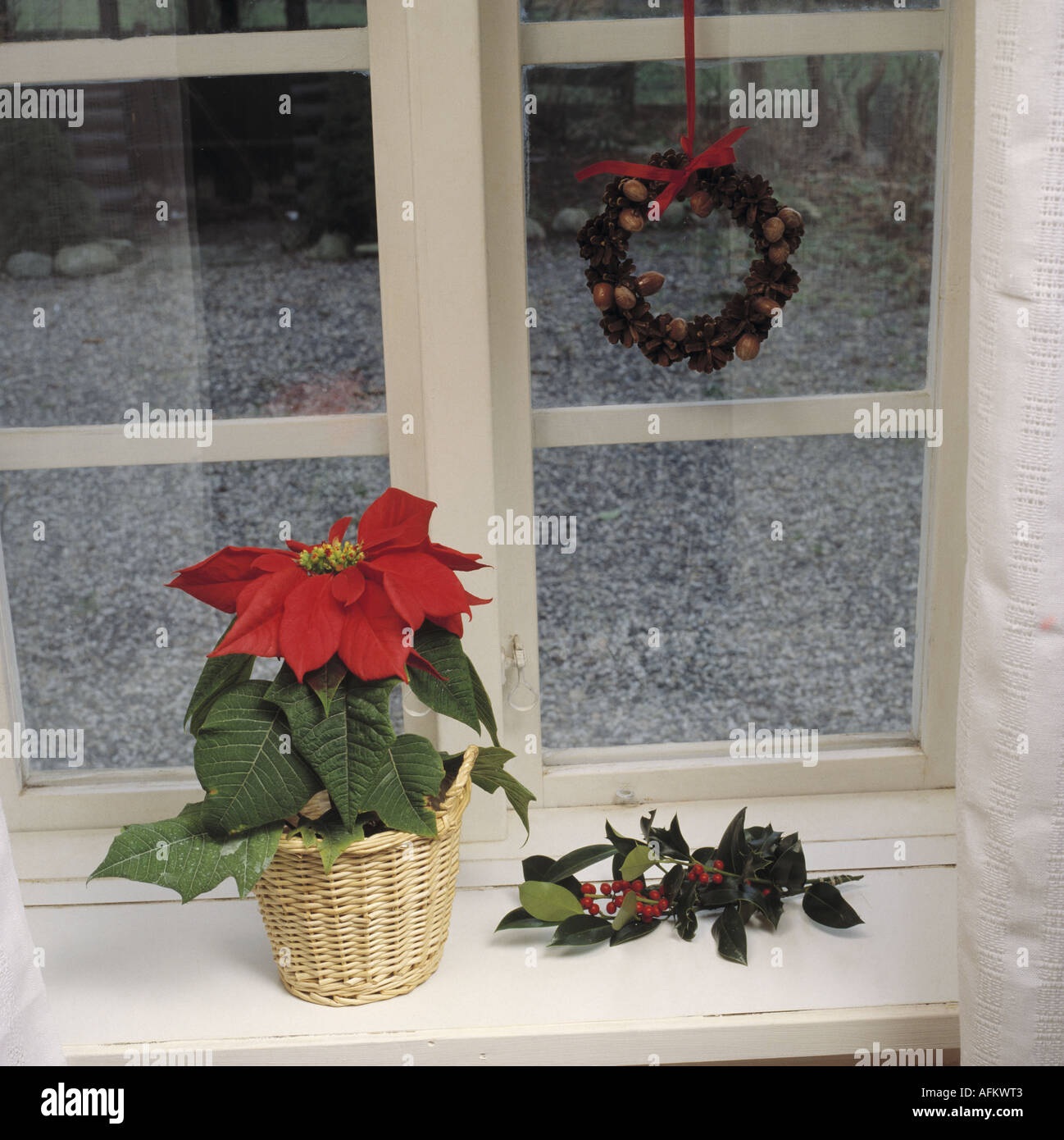 Nahaufnahme von roten Weihnachtsstern im Korb auf Fensterbank mit  Tannenzapfen Kranz hngen, Fenster Stockfotografie - Alamy