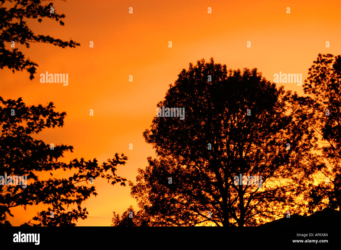 Sonnenuntergang Himmel mit Bäumen Stockfoto