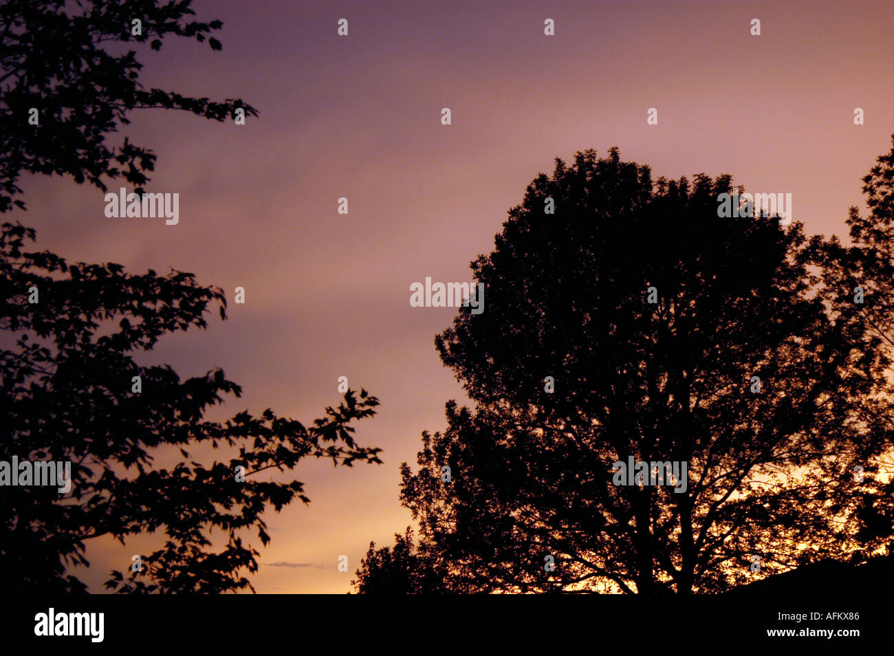 Sonnenuntergang Himmel mit Bäumen Stockfoto