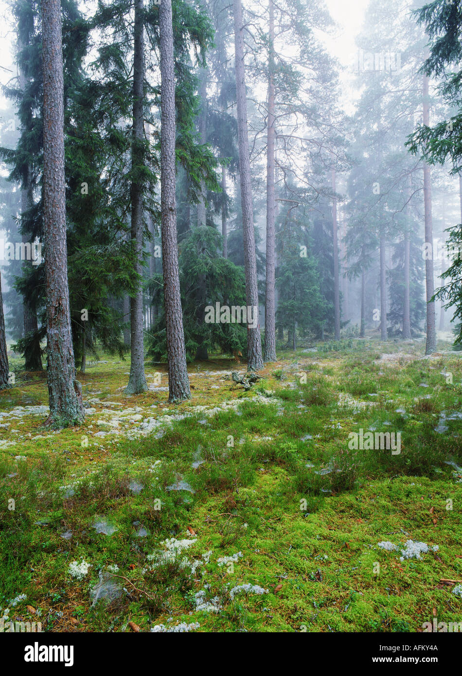 Alten Waldbestands im nebligen Morgenlicht Stockfoto