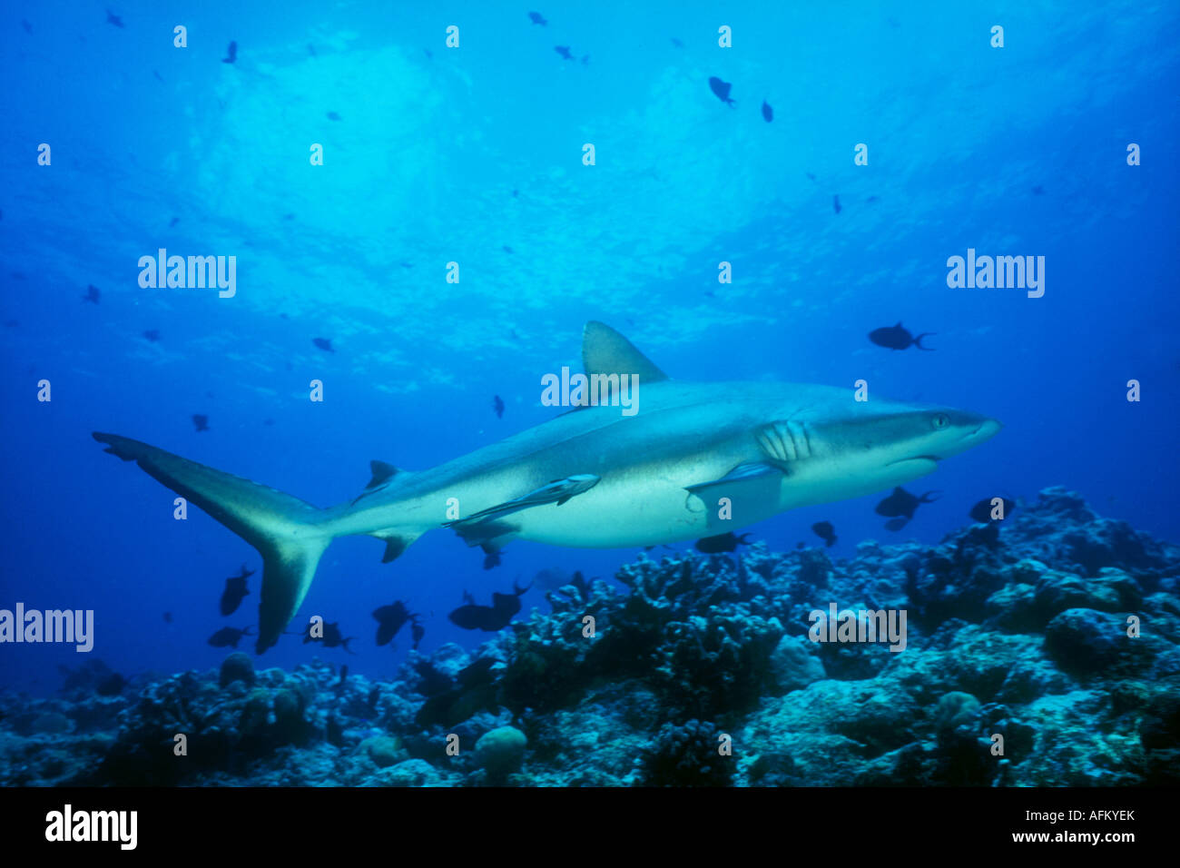 Ein Grey Reef Shark, Carcharhinus amblyrynchos, Patrouillen ein Riff Plateau in der Republik Palau. Stockfoto