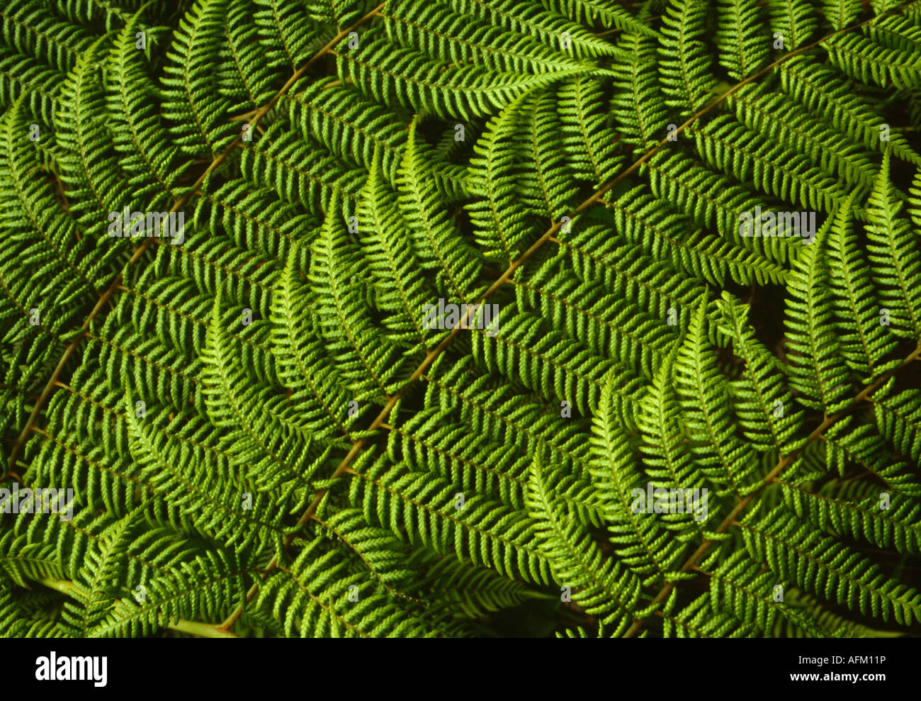 Farn Blätter - Coroico, Yungas, Bolivien Stockfoto