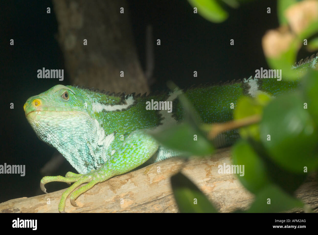 Gebänderten Iguana, Brachylophus fasciatus Stockfoto
