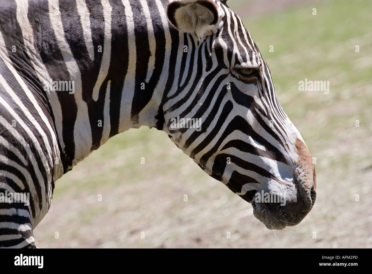 GREVY zebra Stockfoto