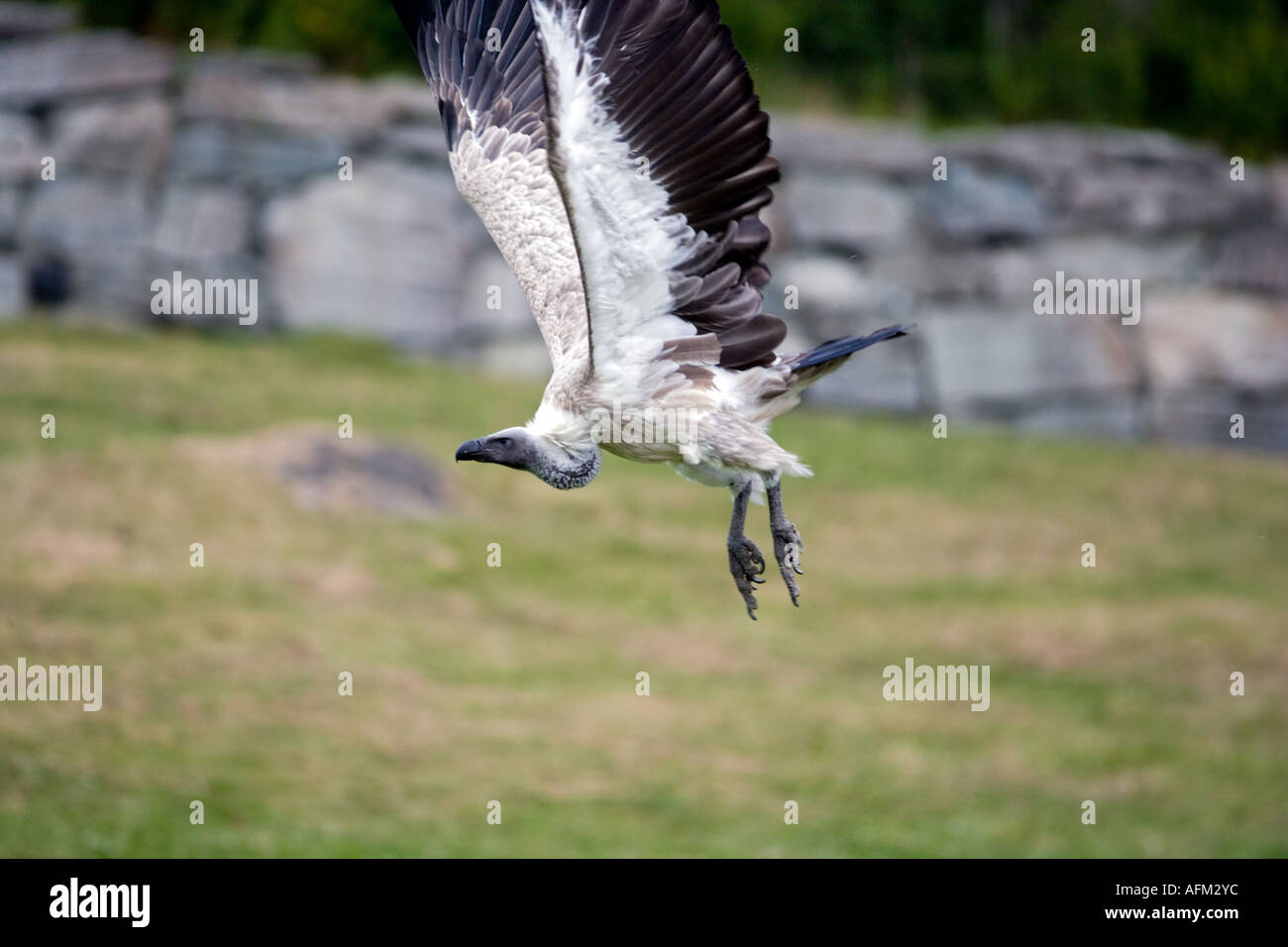 Abgeschottet Africanus im Flug Stockfoto