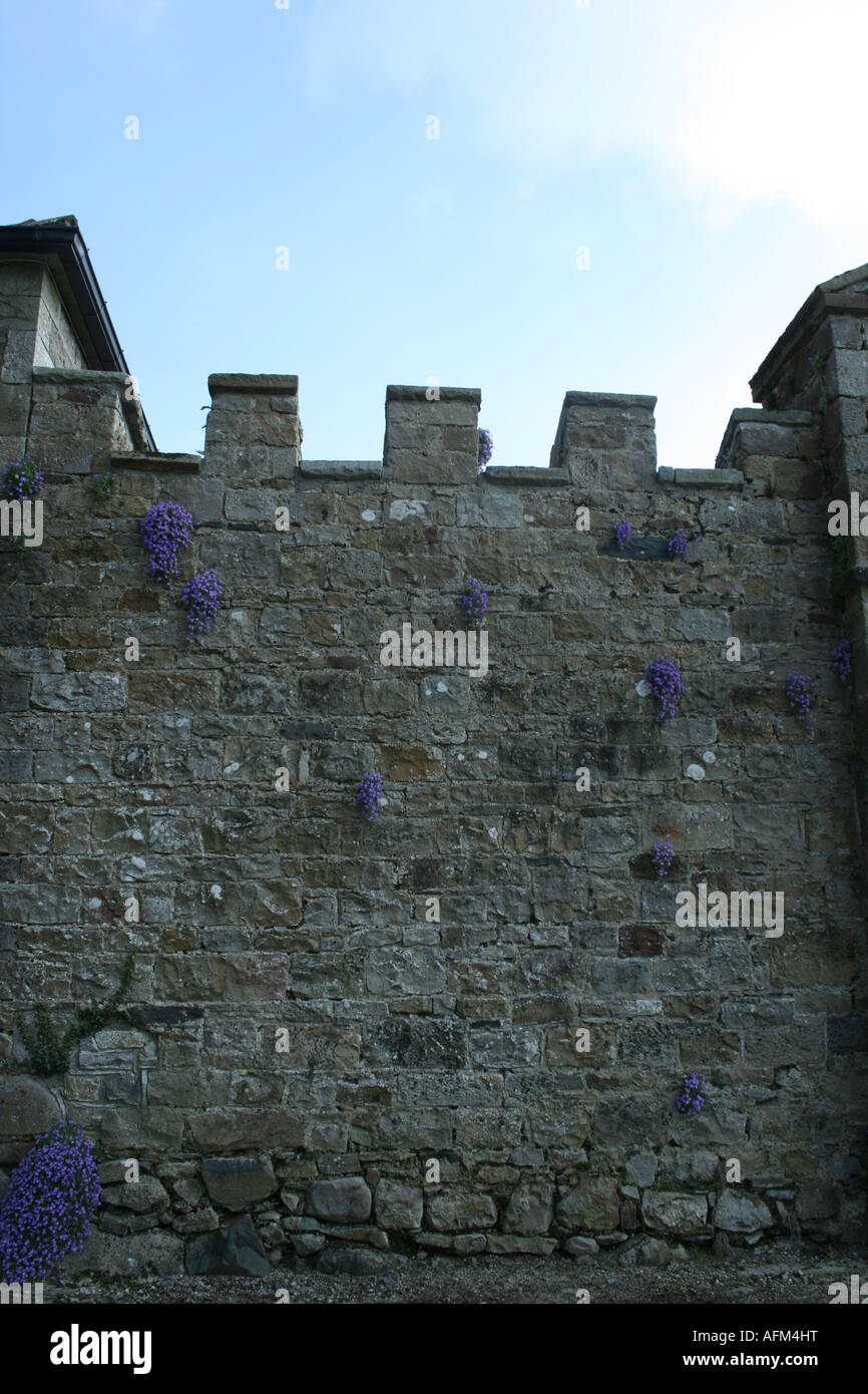 Burgmauer entdeckt mit lila Blüten Stockfoto