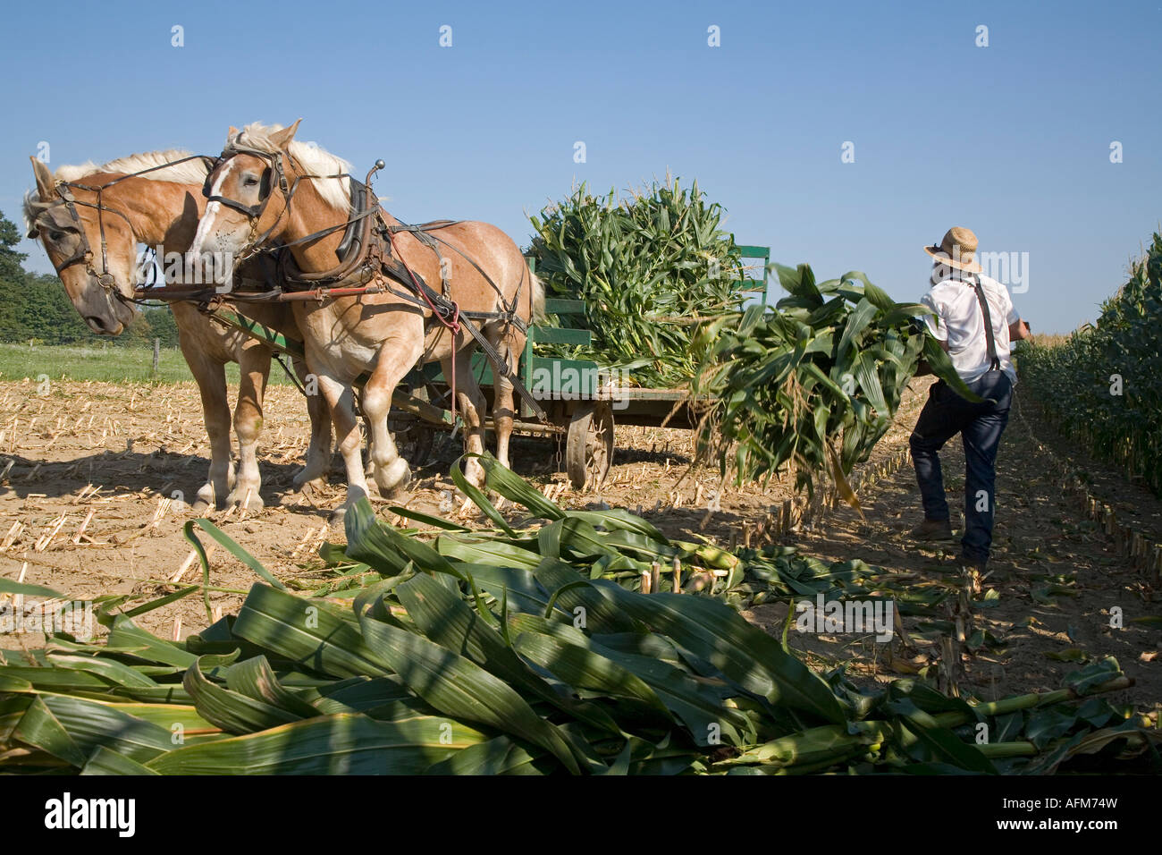 Amische Landwirt erntet Mais Stockfoto