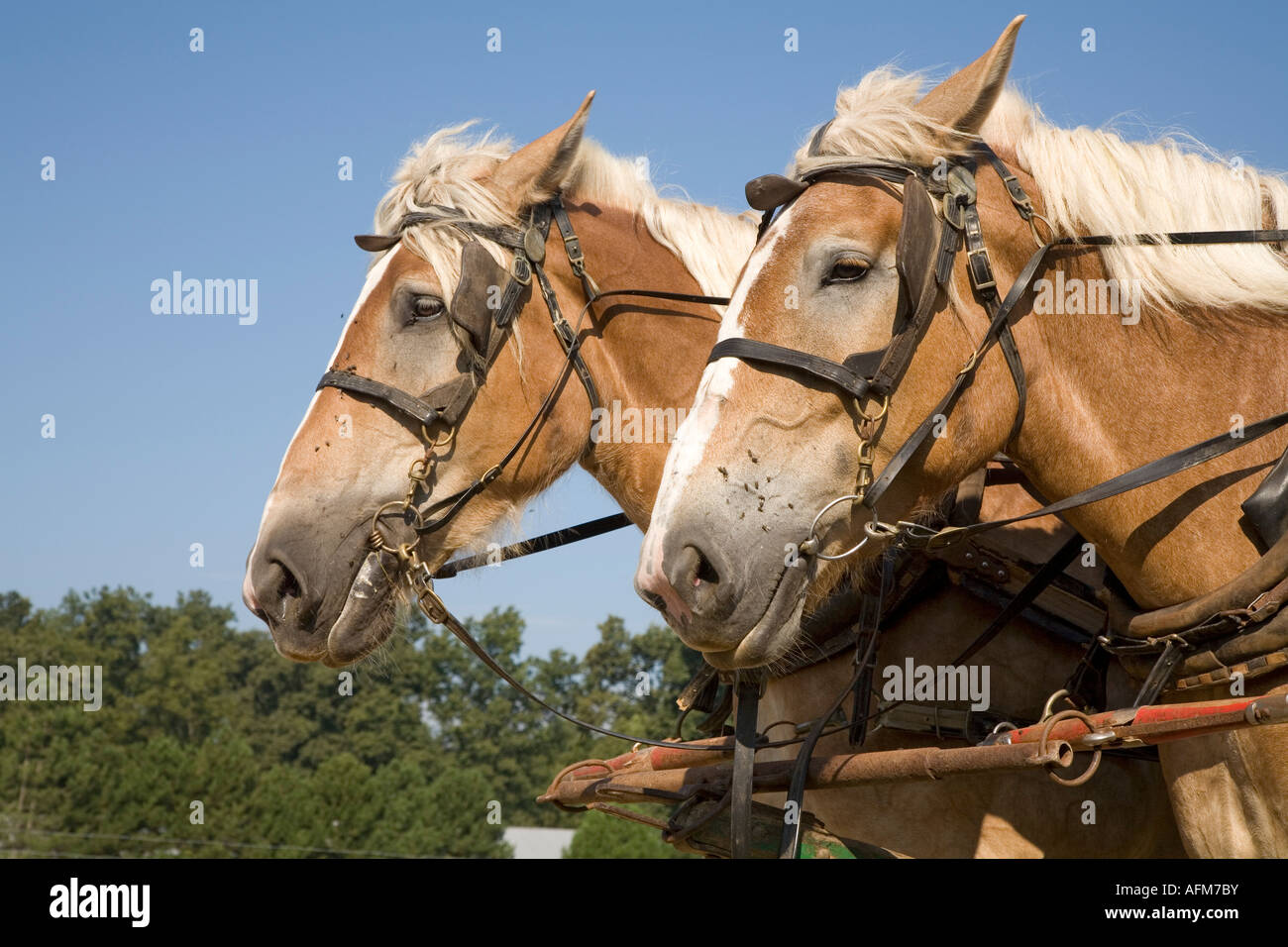 Ein Team von Pferde ziehen einen Wagen für eine Amish-farmer Stockfoto