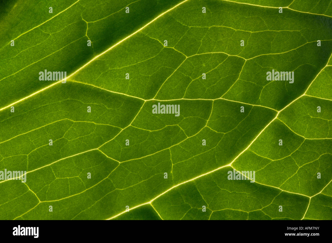 Eine Hintergrundbeleuchtung Skunk Kohlblatt offenbart seine verbindende Linien und Details Stockfoto