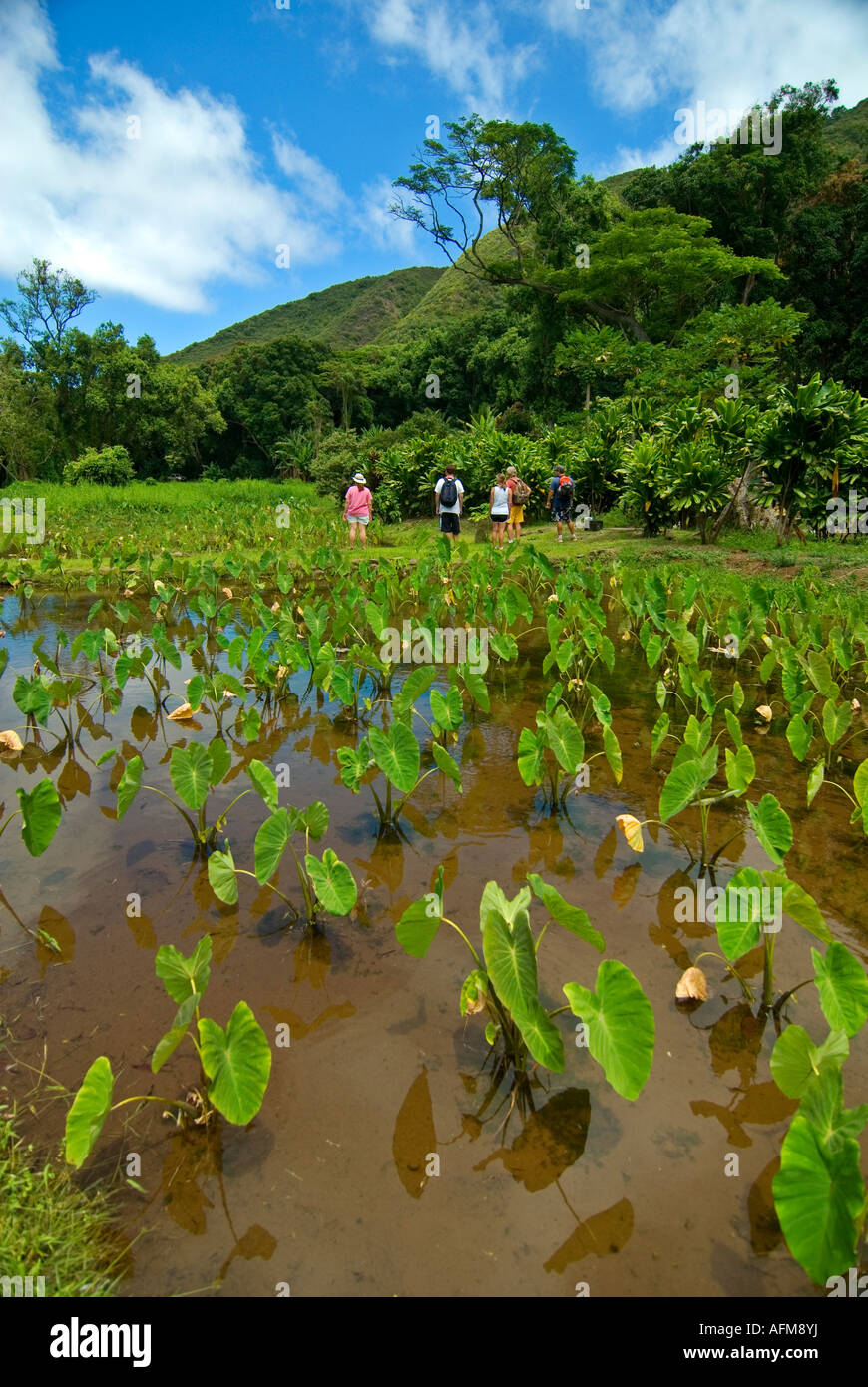 Taro-Pflanze Molokai Hawaiis Big Island Stockfoto