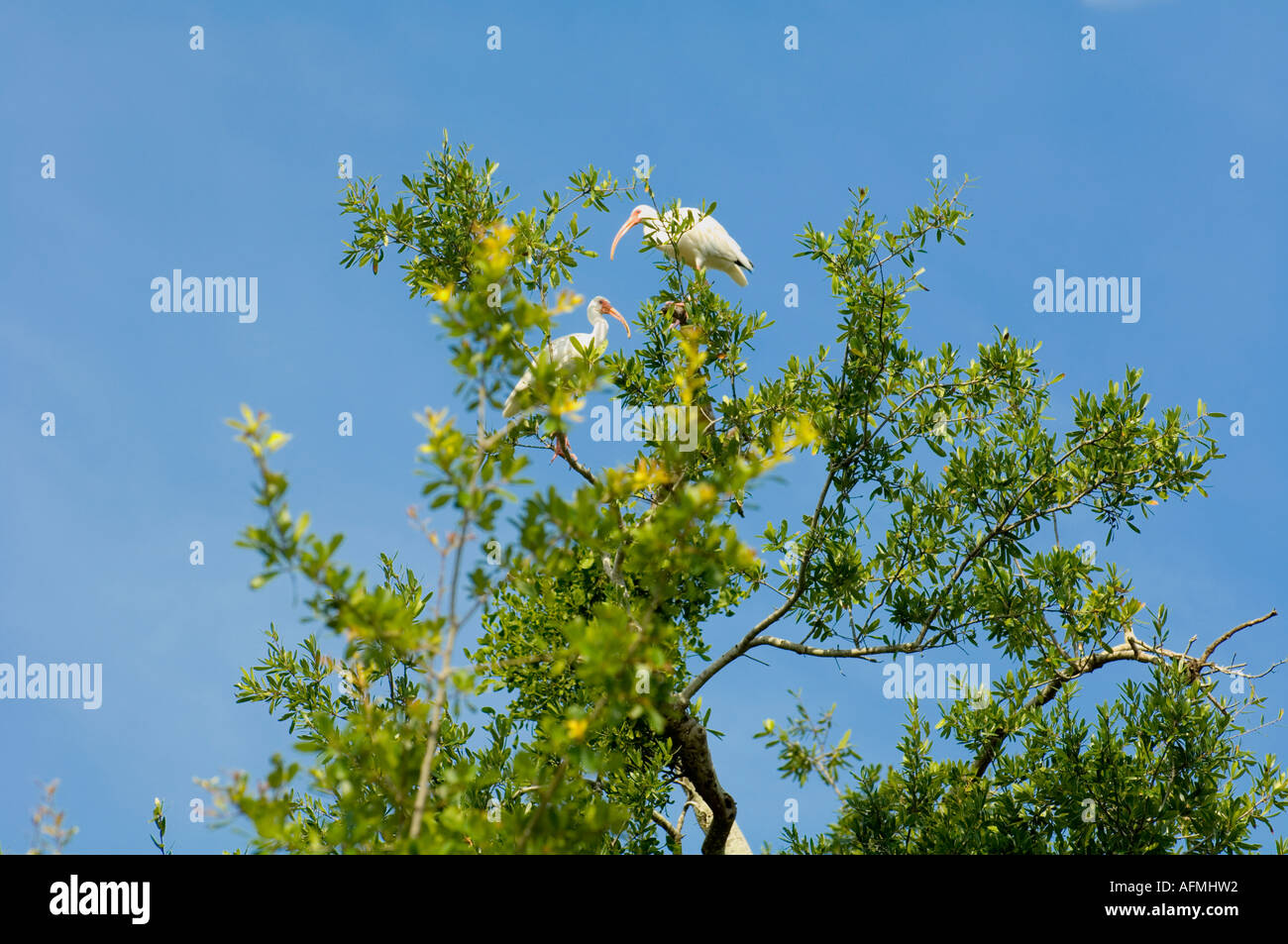 weiße Reiher im Baum in Florida Stockfoto