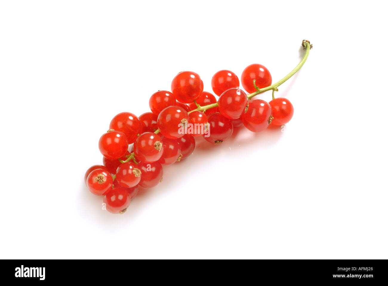 Rote Johannisbeeren tragen Stockfoto