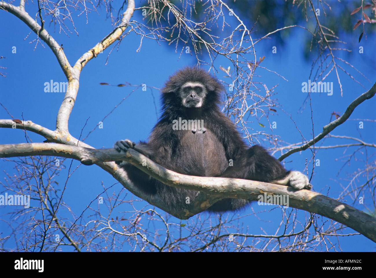 "White übergab Gibbon aus"South East Asia"^ Regenwald, ^ Oakland Zoo, Kalifornien" Stockfoto