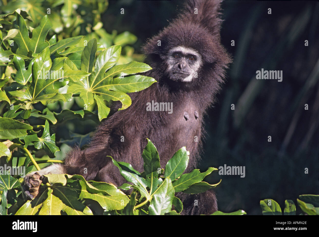 "White übergab Gibbon aus"South East Asia"^ Regenwald, ^ Oakland Zoo, Kalifornien" Stockfoto