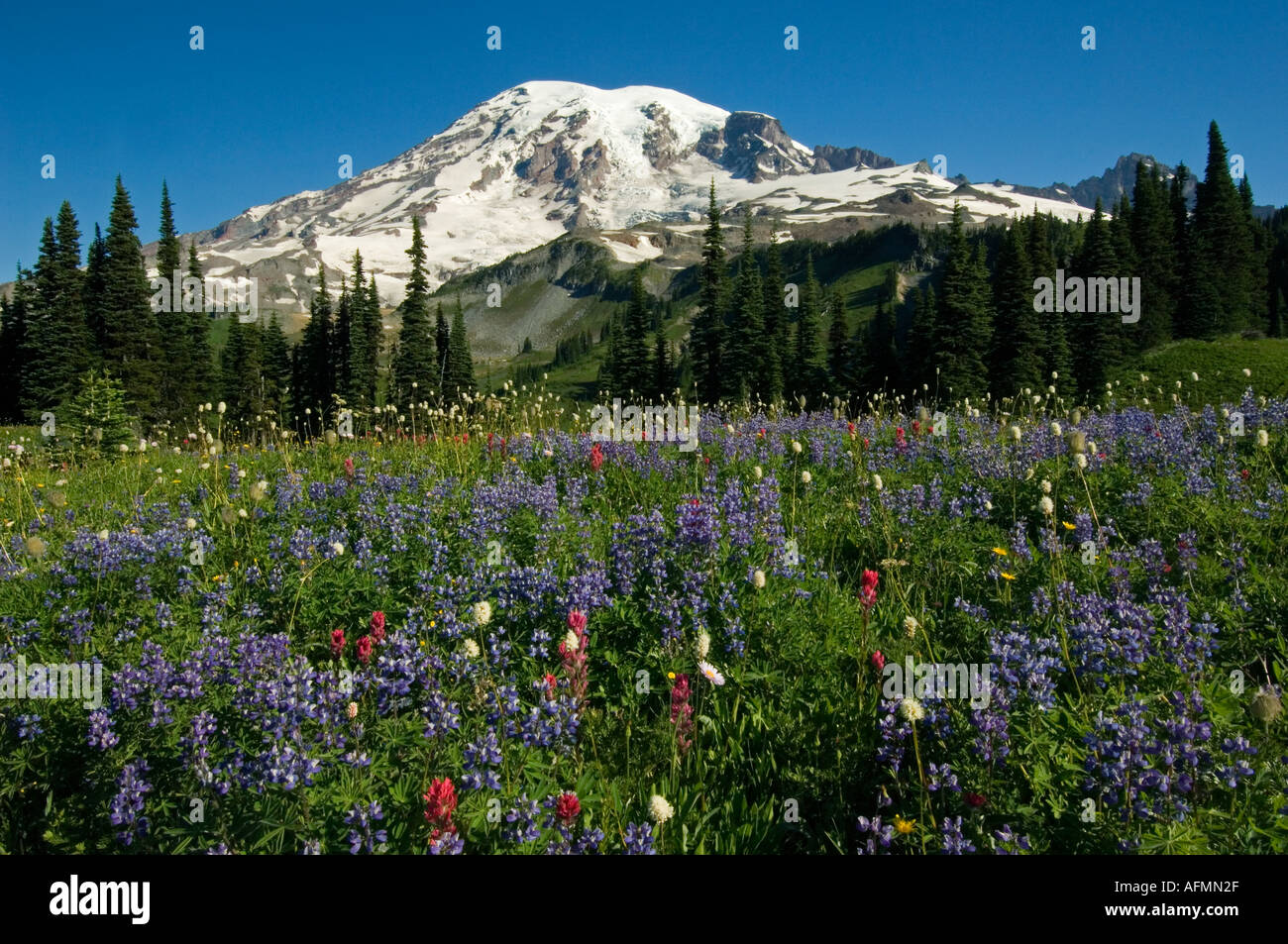 USA WASHINGTON MOUNT RAINIER Nationalpark Wildblumen Paradies Bereich Juli Stockfoto