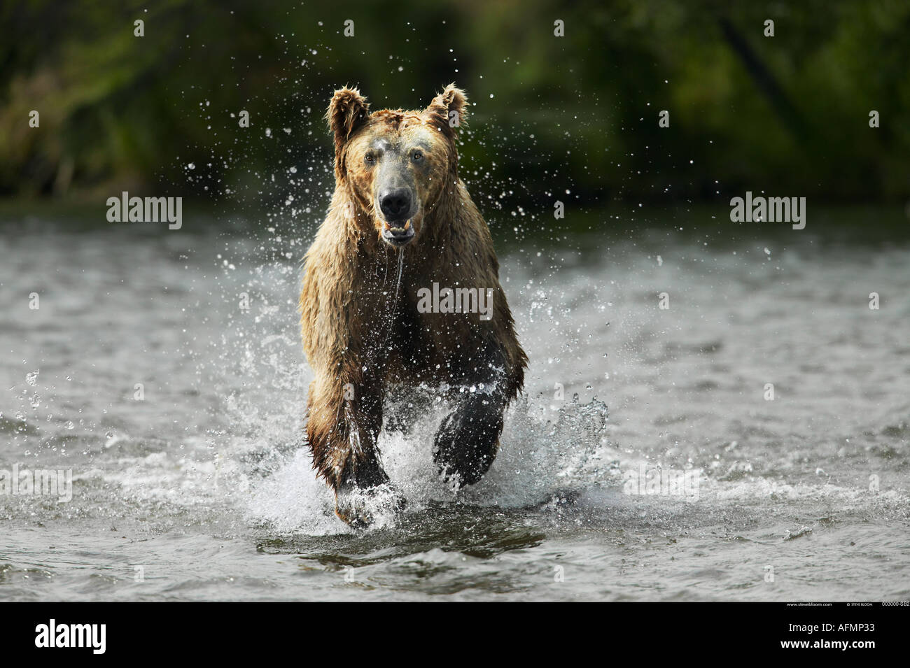 Braunbär laufen durch Wasser Katmai Nationalpark, Alaska Stockfoto