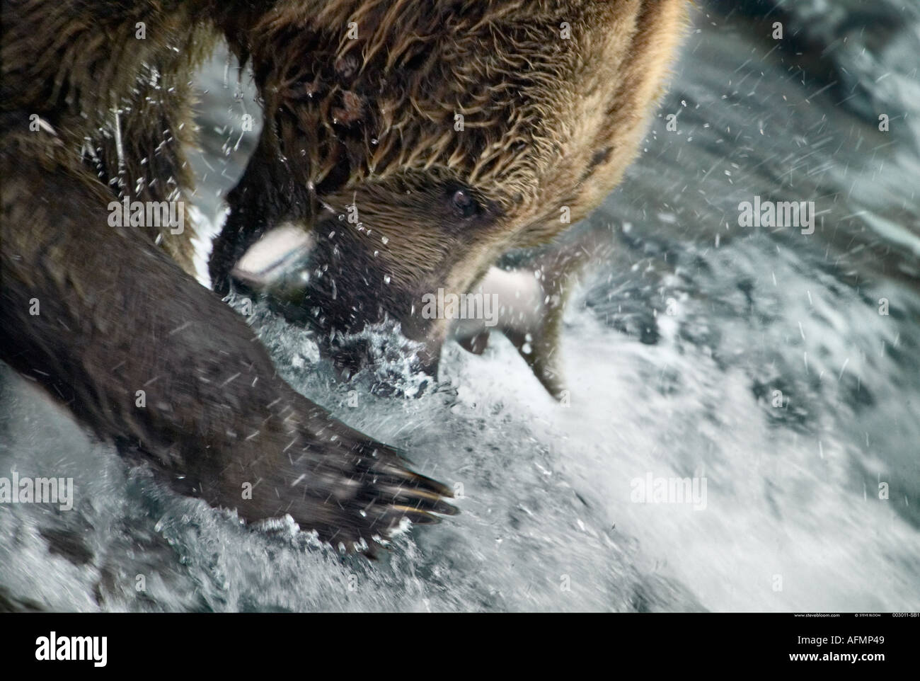 Fang von Lachs Braunbär Brooks Falls Alaska Stockfoto