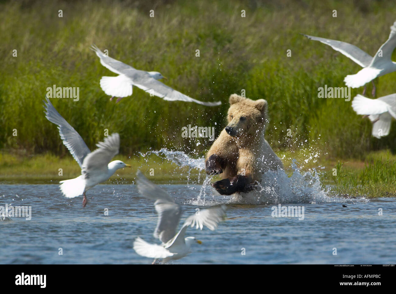 Braunbär Aufladen durch Wasser und Vögel Katmai Nationalpark, Alaska Stockfoto