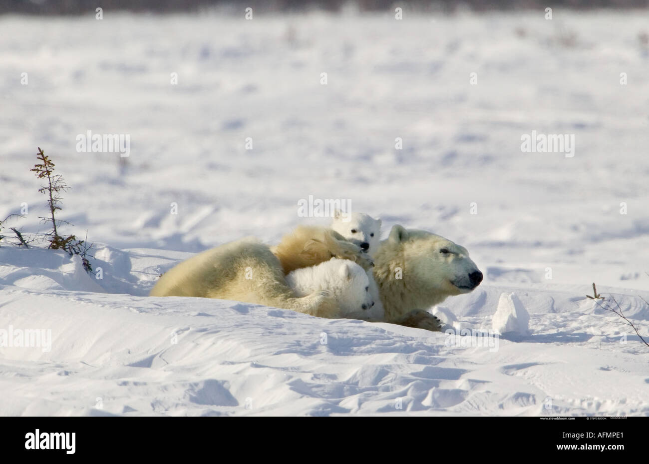 Eisbär-Mutter mit jungen Jungen ruhen Manitoba Kanada Stockfoto