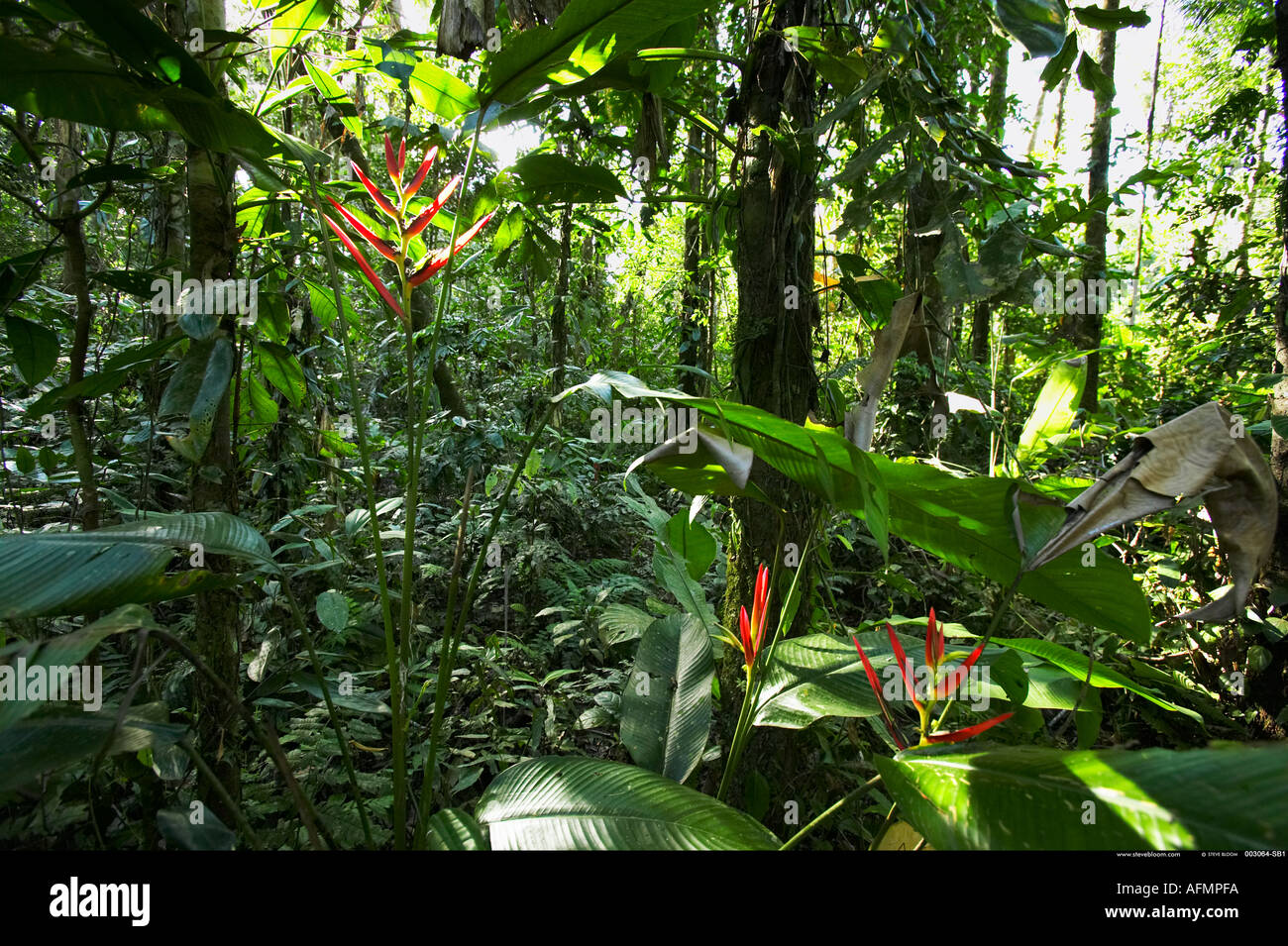 Amazonas-Dschungel Peru Stockfoto