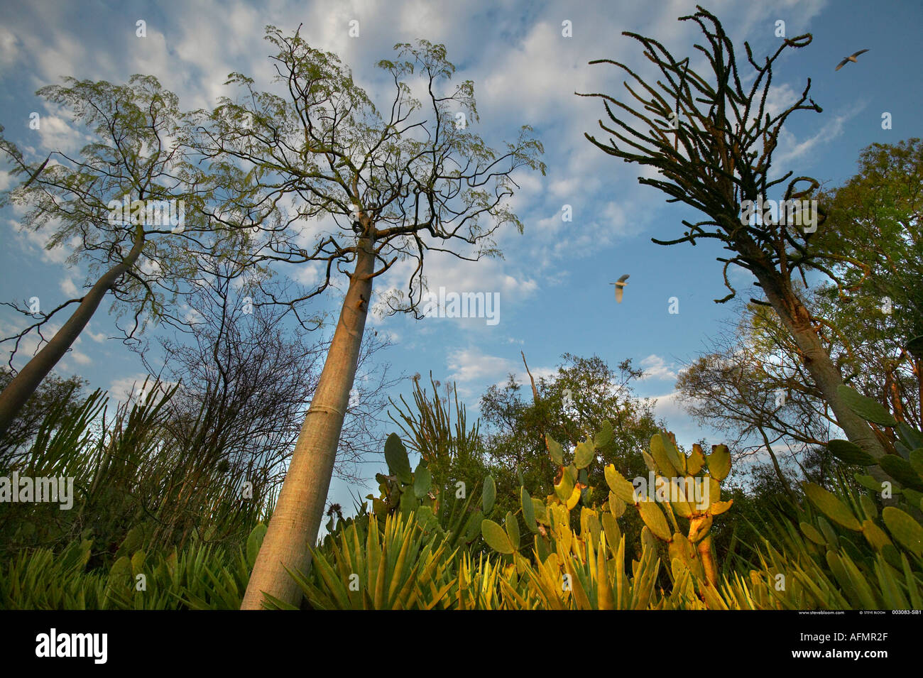 Die stacheligen Wald von Berenty Madagaskar Stockfoto