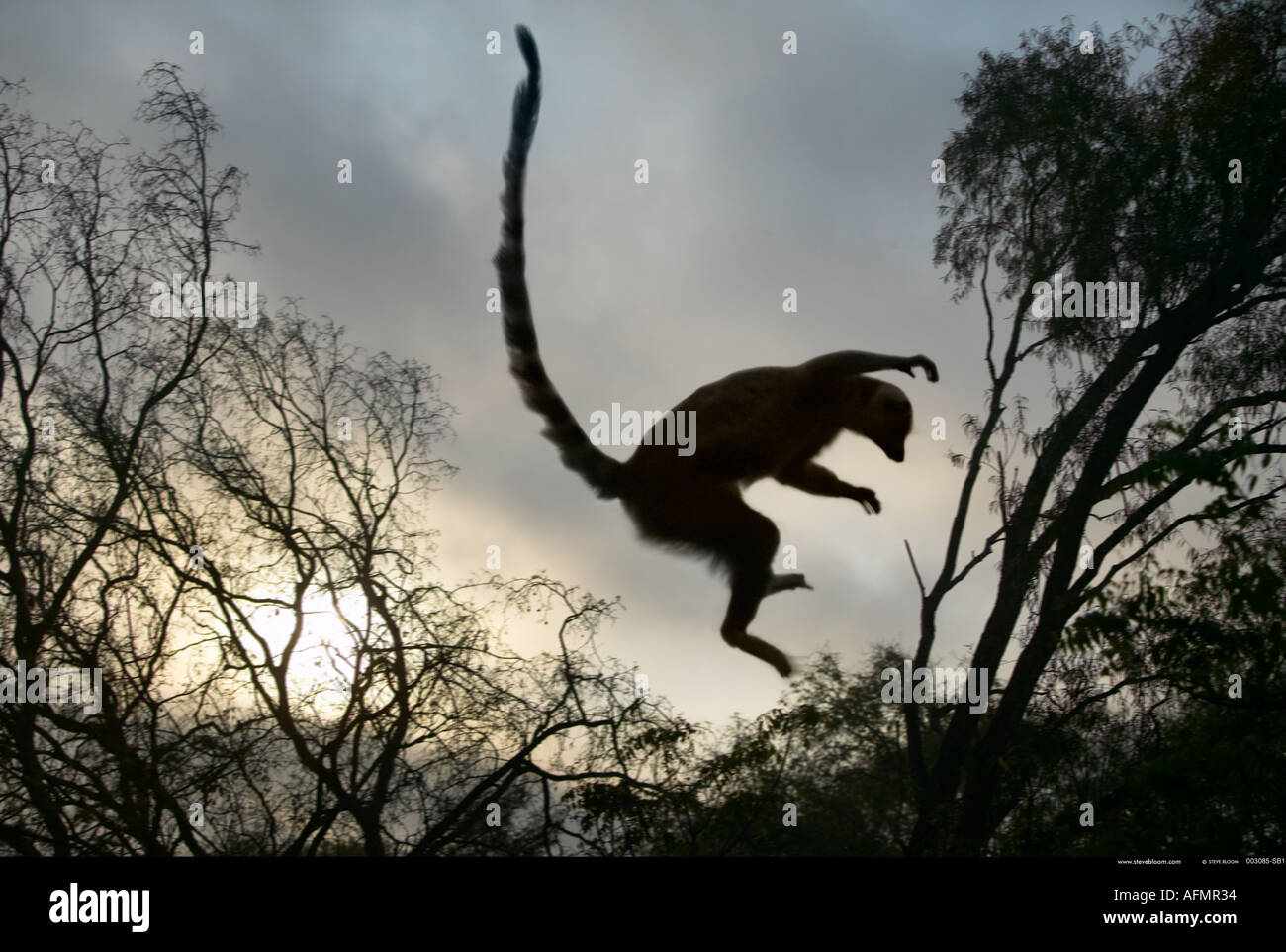 Springen in der Abenddämmerung Berenty Madagaskar Lemuren Stockfoto