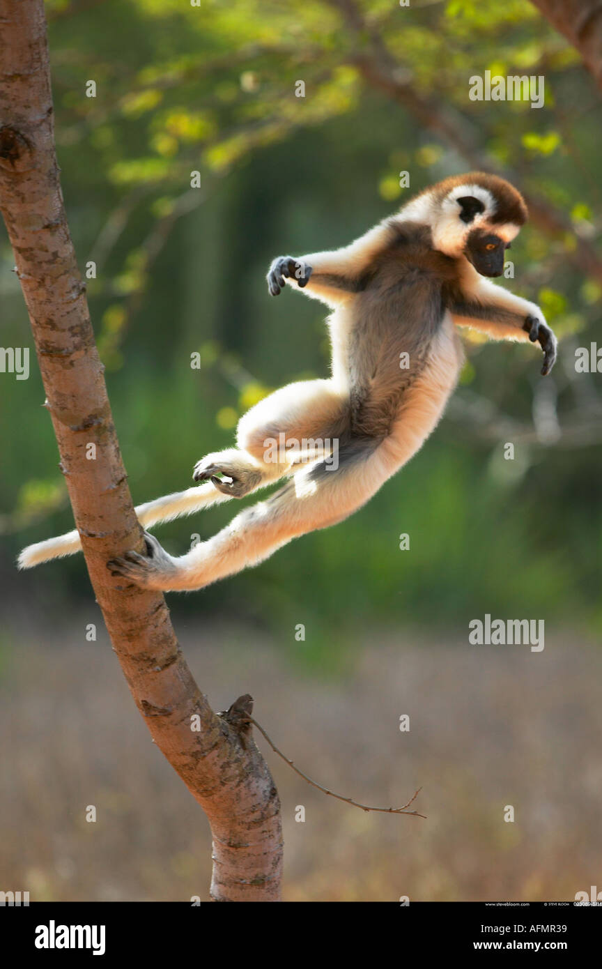 Verreaux s Sifaka Berenty Madagaskar Stockfoto
