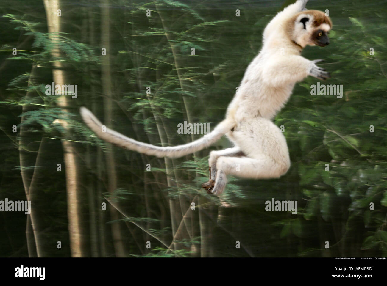 Ein Verreaux Sifaka fliegen durch die Bäume Berenty Madagaskar Stockfoto