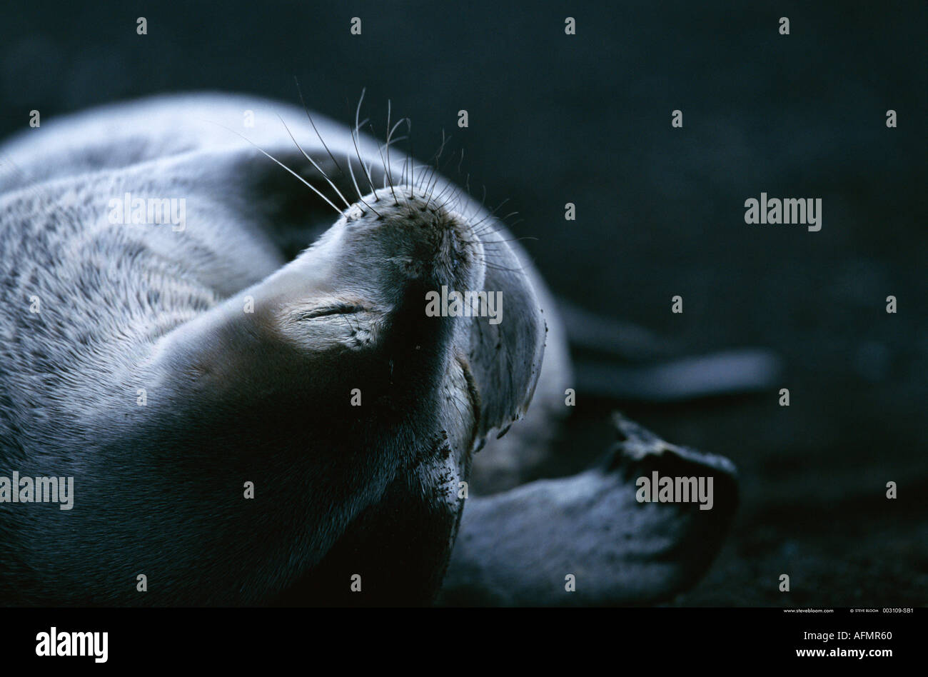Seebär Deception Island Antarktis Stockfoto