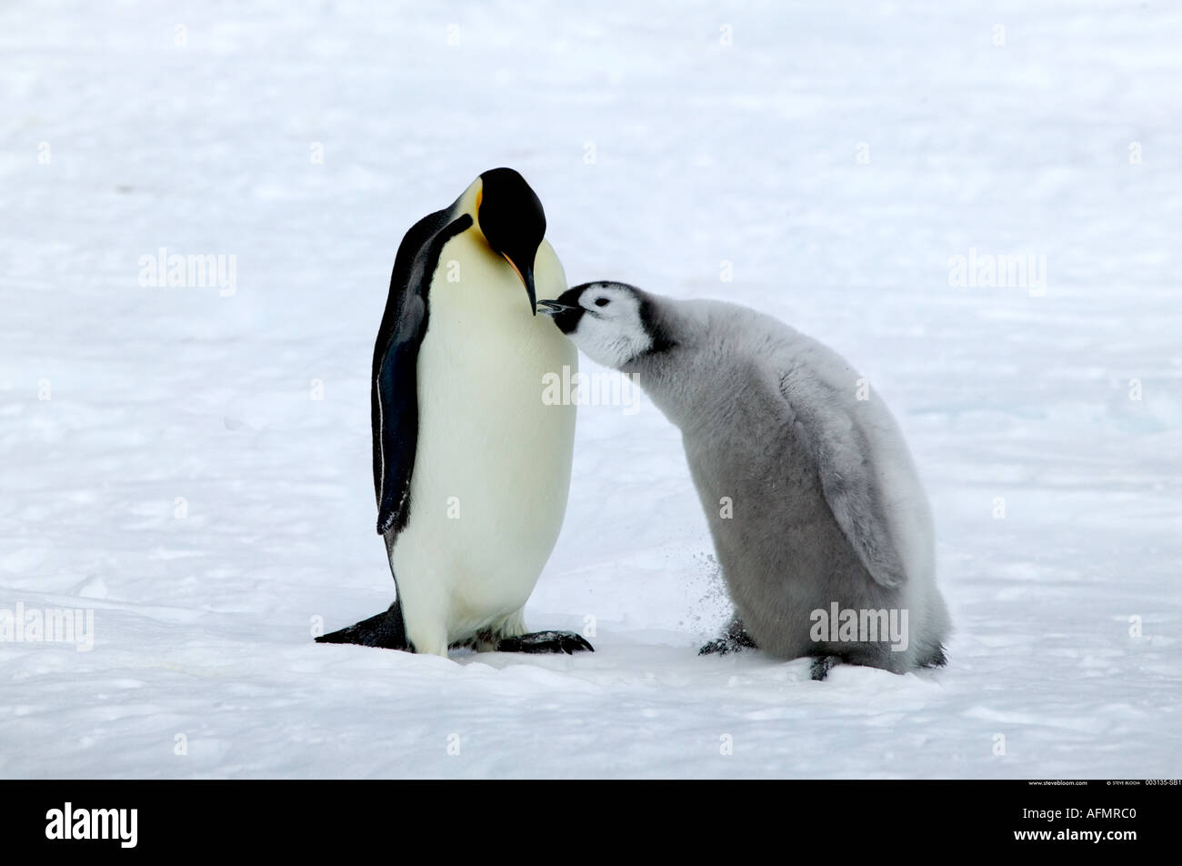 Kaiser-Pinguin Fütterung es s junge Nebengebiets Insel Antarktis Stockfoto