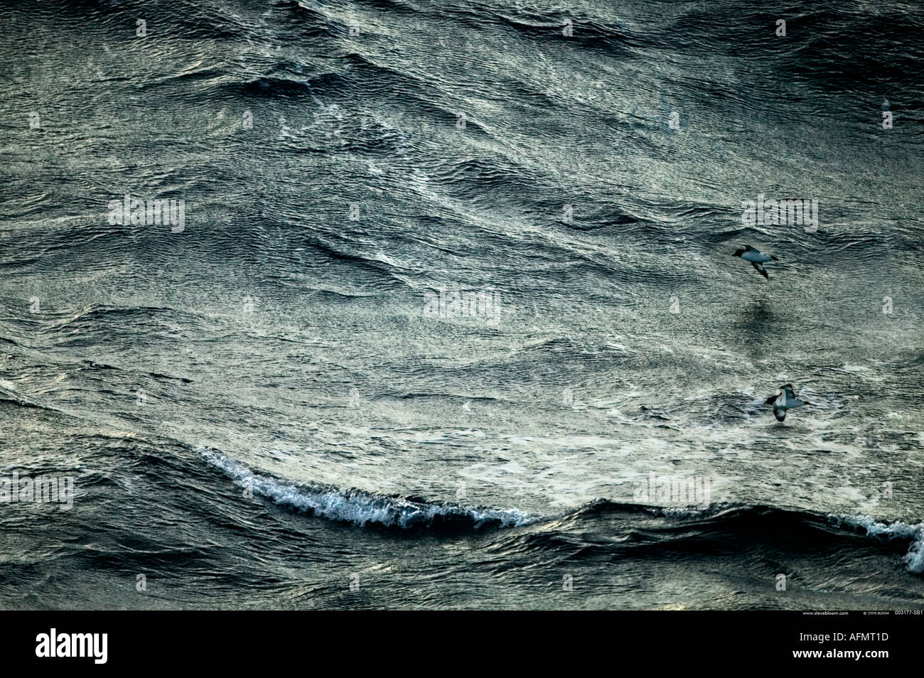 Zwei Cape Sturmvögel Segelfliegen auf dem südlichen Ozean Stockfoto