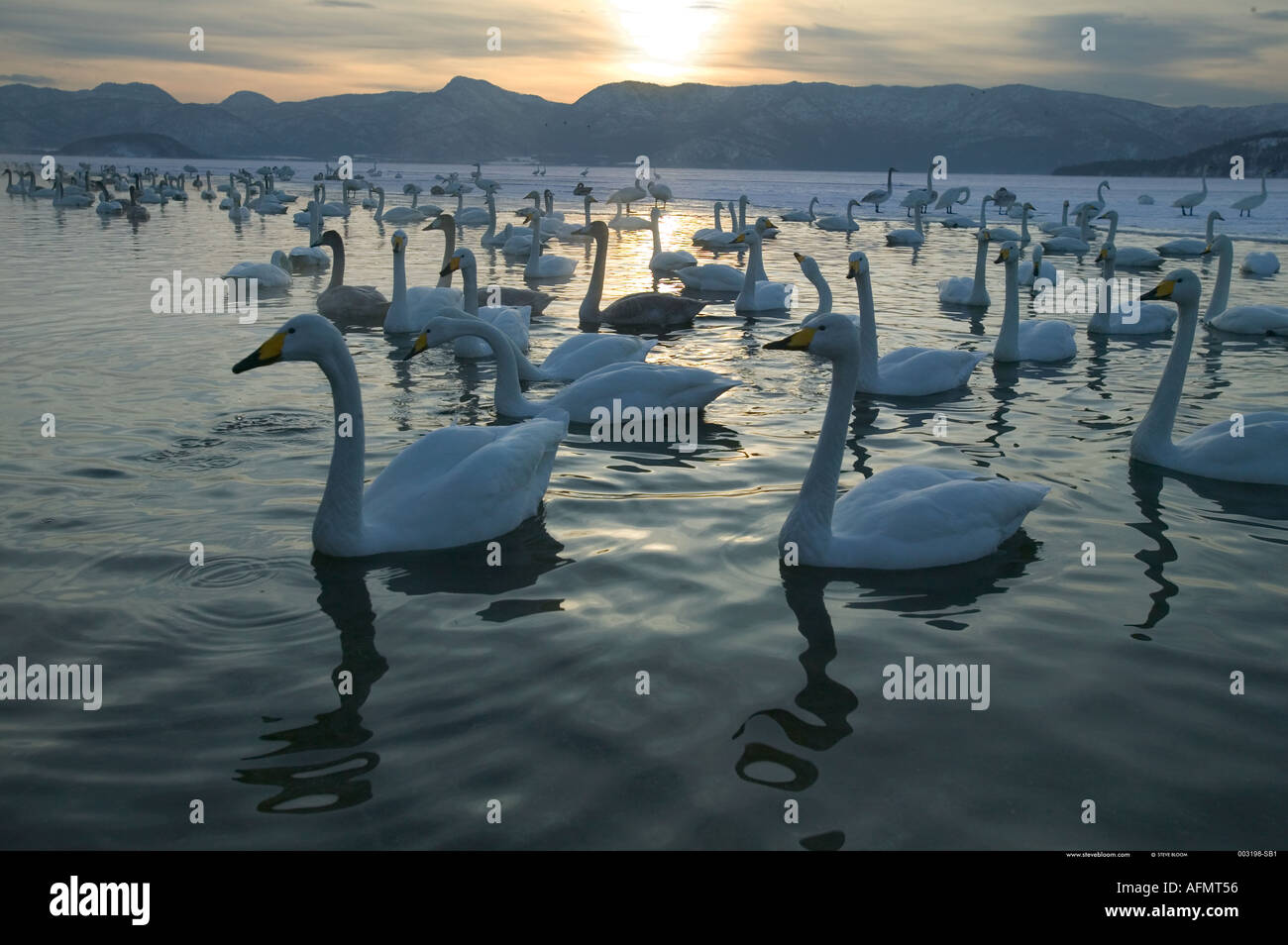 Singschwäne schwimmen Insel Hokkaido Japan Stockfoto