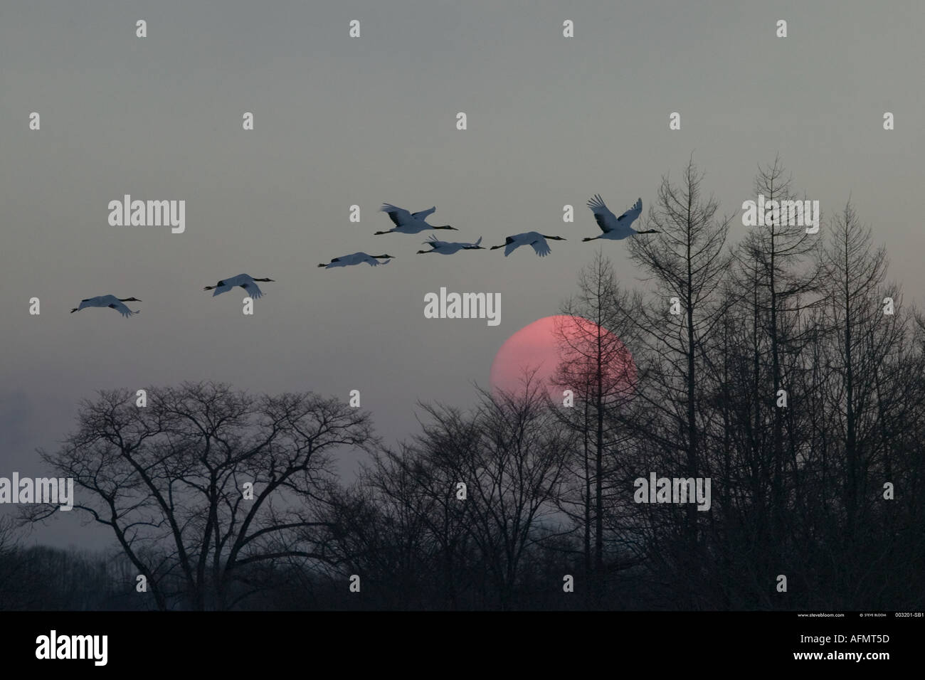 Japanische Kraniche fliegen bei Sonnenuntergang Insel Hokkaido Japan Stockfoto