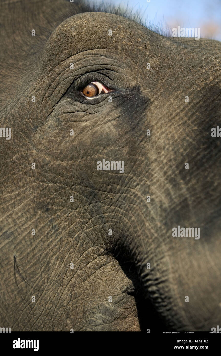 Nahaufnahme eines indischen Elefanten s Auge Bandhavgarh Indiens Stockfoto