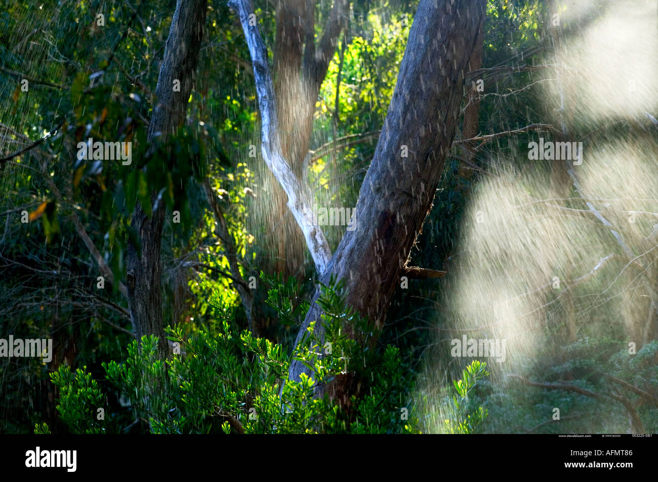 Erde Warrawong Sanctuary Australien Stockfoto