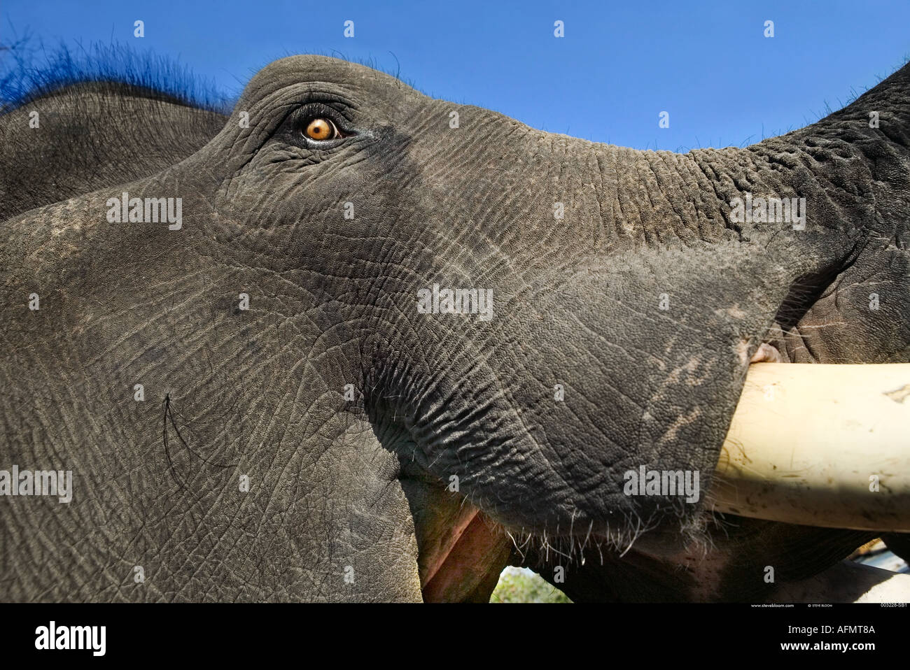 Nahaufnahme des Kopfes von einem indischen Elefanten Kanha-Indien Stockfoto