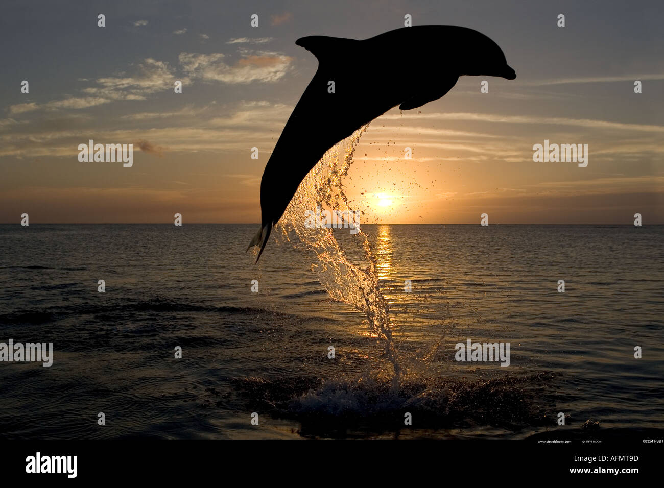 Tümmler springen bei Sonnenuntergang Honduras Stockfoto