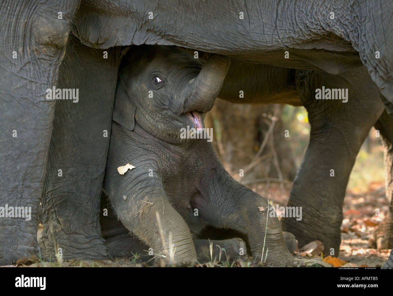 Junge indische Elefanten ruht unter seiner Mutter Bandhavgarh Indien Stockfoto