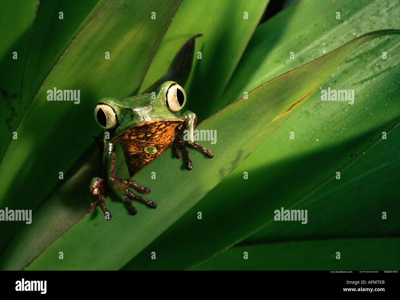 Weiß gesäumt Blatt Frosch Pastaza Amazonas Regenwald Ecuadors Stockfoto