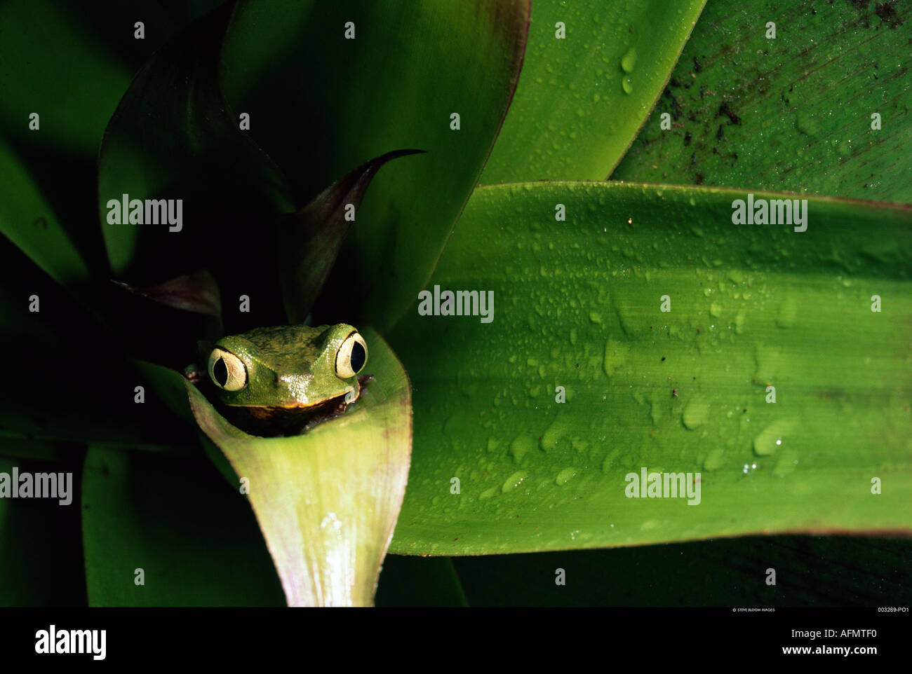 Weiß gesäumt Blatt Frosch Pastaza Amazonas Regenwald Ecuadors Stockfoto