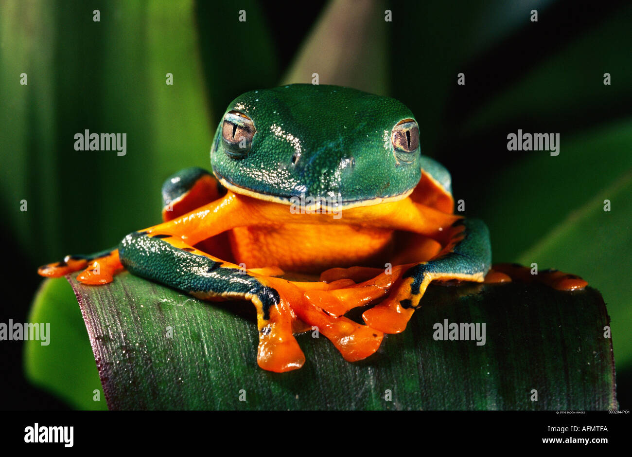 Leaf Frosch Esmeraldas NW Ecuador Stockfoto