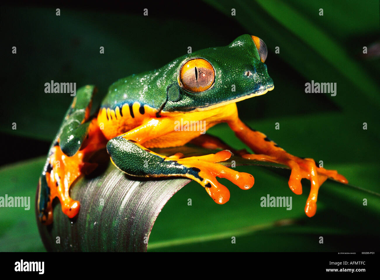 Leaf Frosch Esmeraldas NW Ecuador Stockfoto