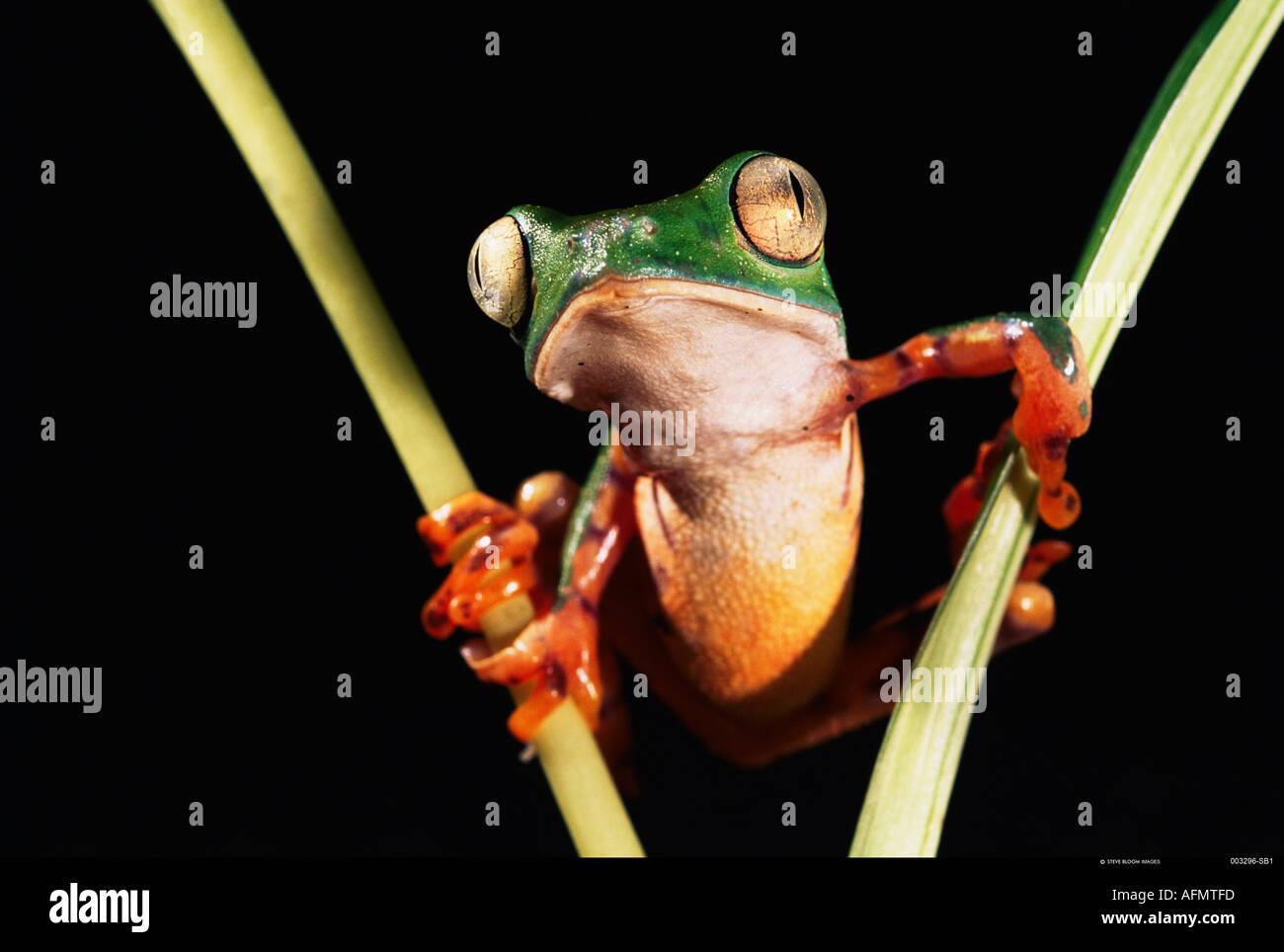 Affe-Frosch-Amazonas-Ecuador Stockfoto