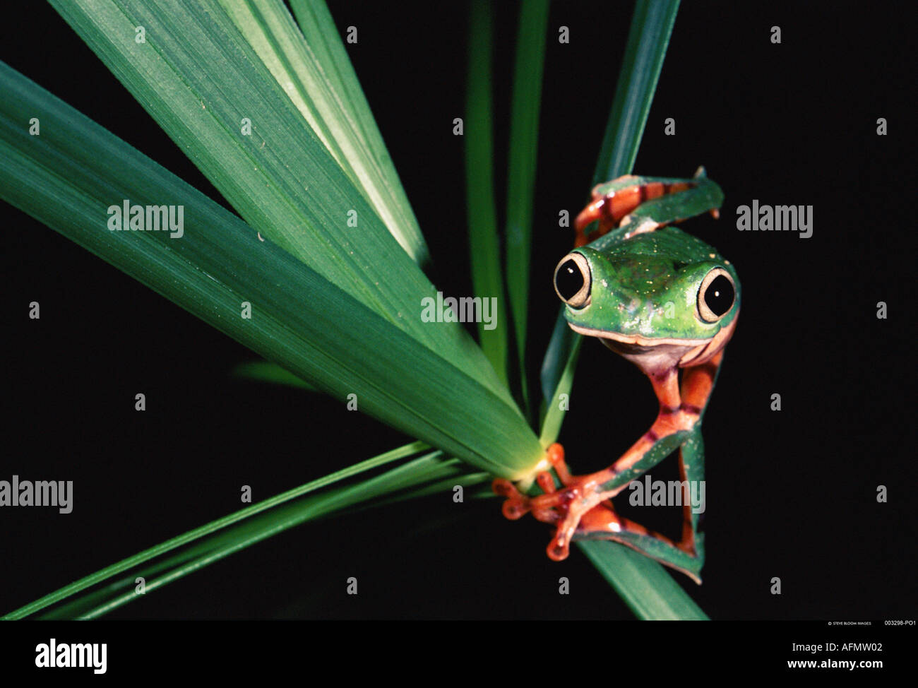 Affe-Frosch-Amazonas-Ecuador Stockfoto